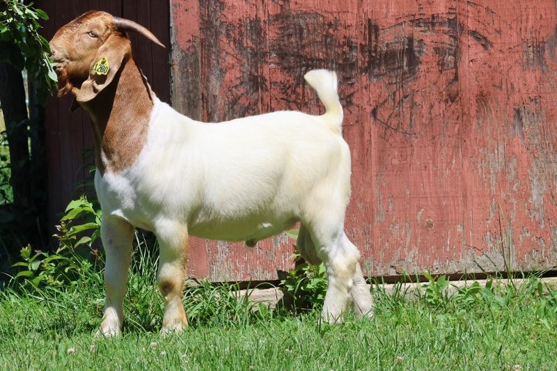 Bear Creek BC N1280 Dennis - Boer Goat Buck