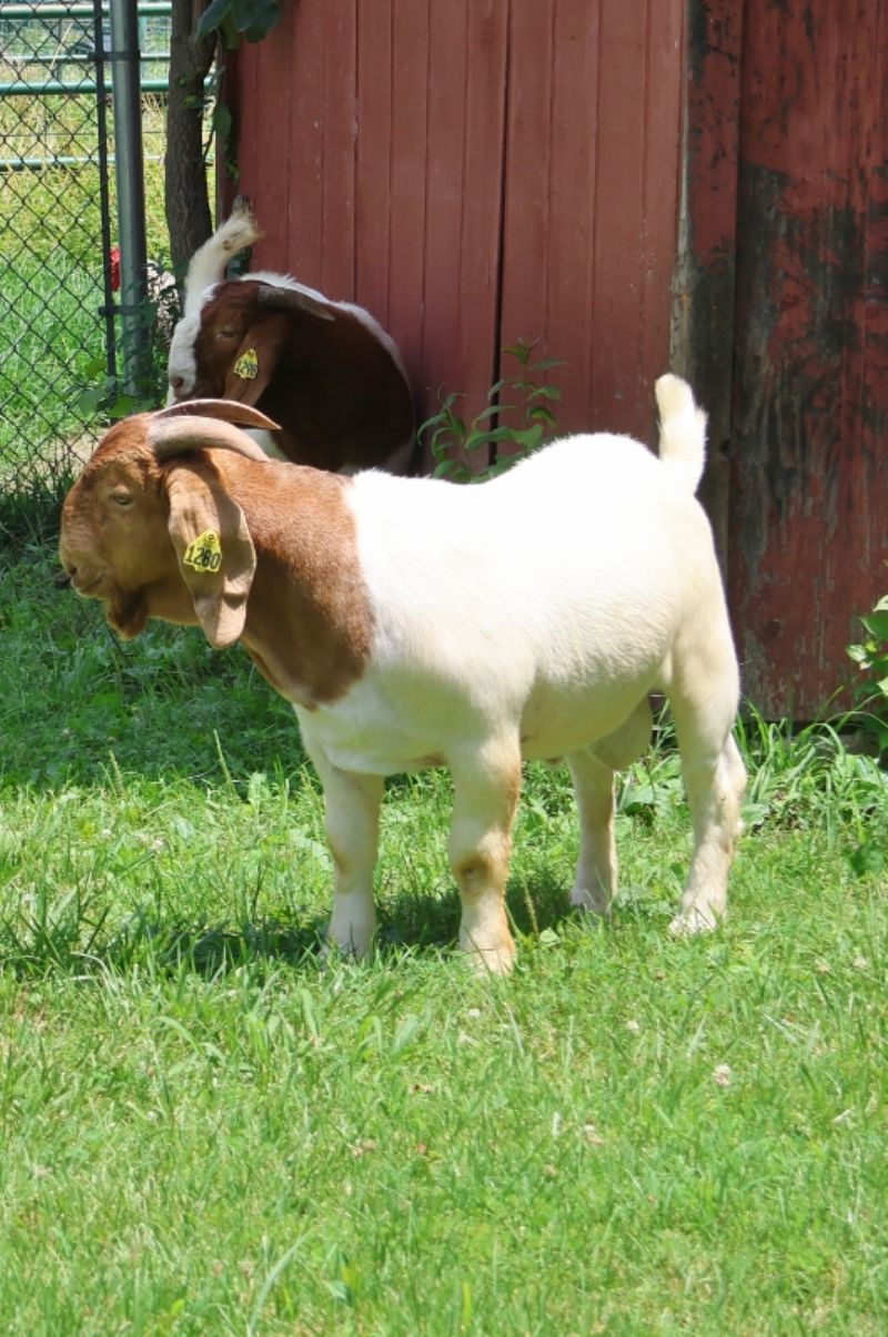 Bear Creek BC N1280 Dennis - Boer Goat Buck