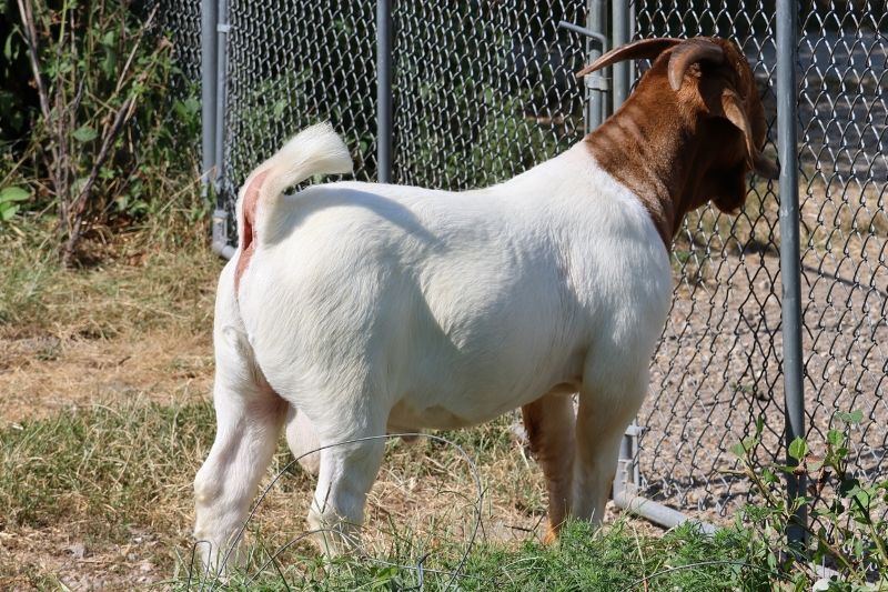Bear Creek BC N1280 Dennis - Boer Goat Buck