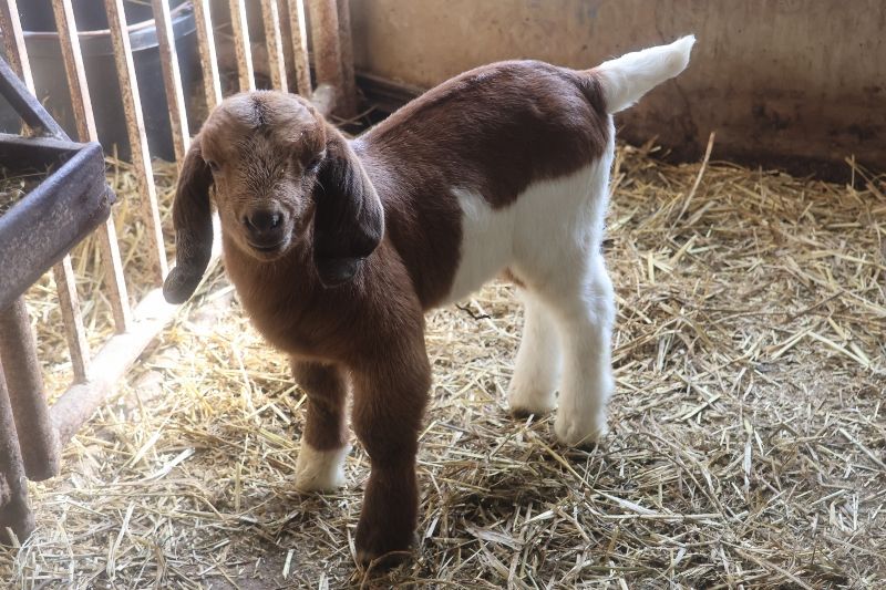Bear Creek BC R1359 - Boer Goat Buck