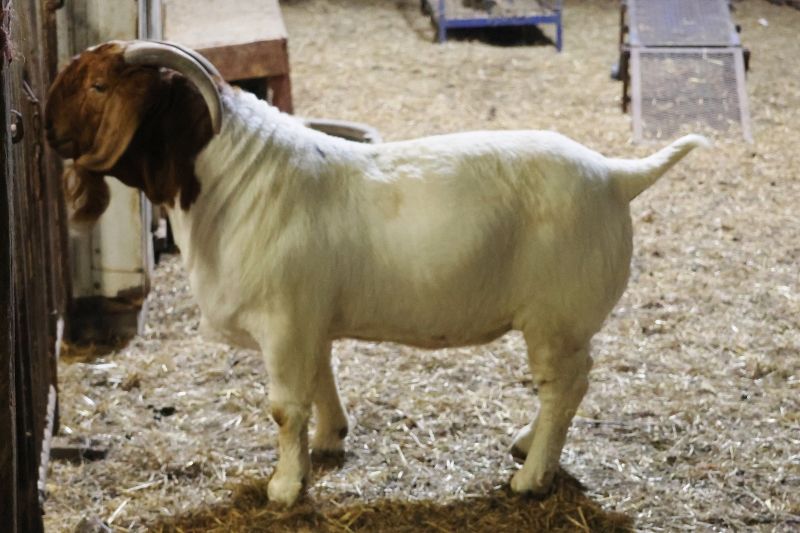 KMSL ROR1 Smoke Show - Boer Goat Buck
