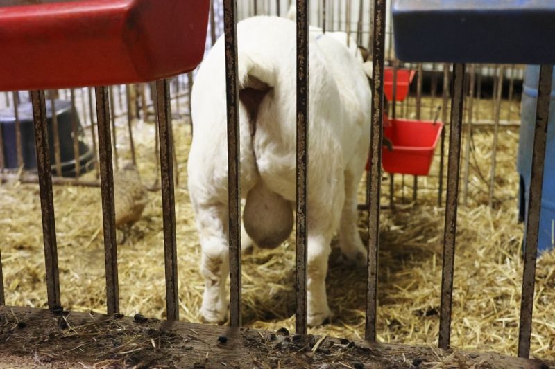 KMSL ROR1 Smoke Show - Boer Goat Buck