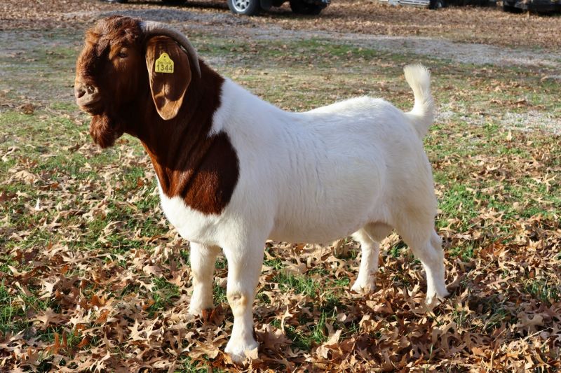 Bear Creek BC P1344 - Boer Goat Buck