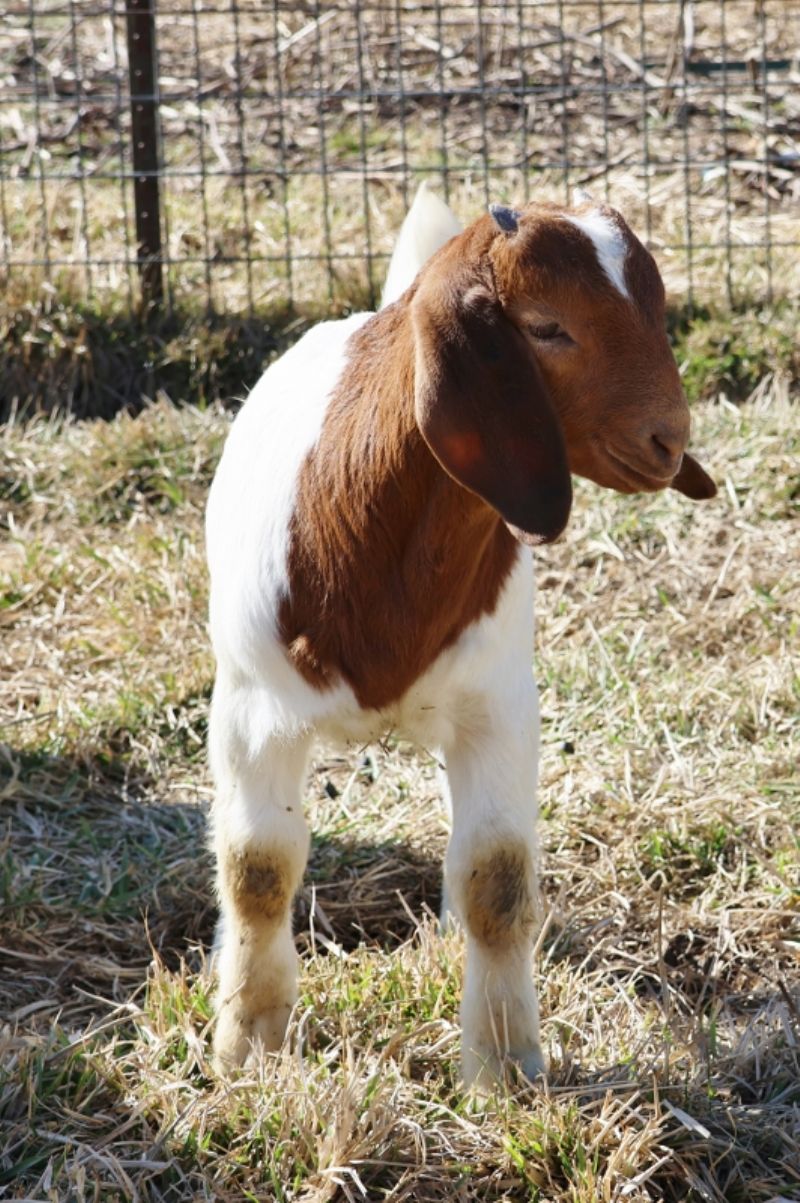 Bear Creek BC P1343 - Boer Goat Wether