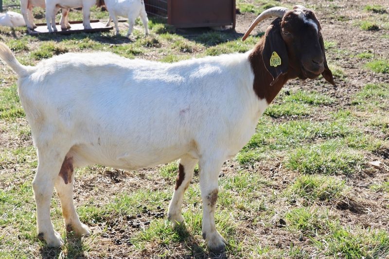 Bear Creek BC G1069 - Boer Goat Doe