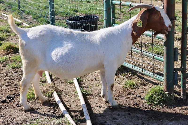 Bear Creek BC L1188 Petunia - Boer Goat Doe