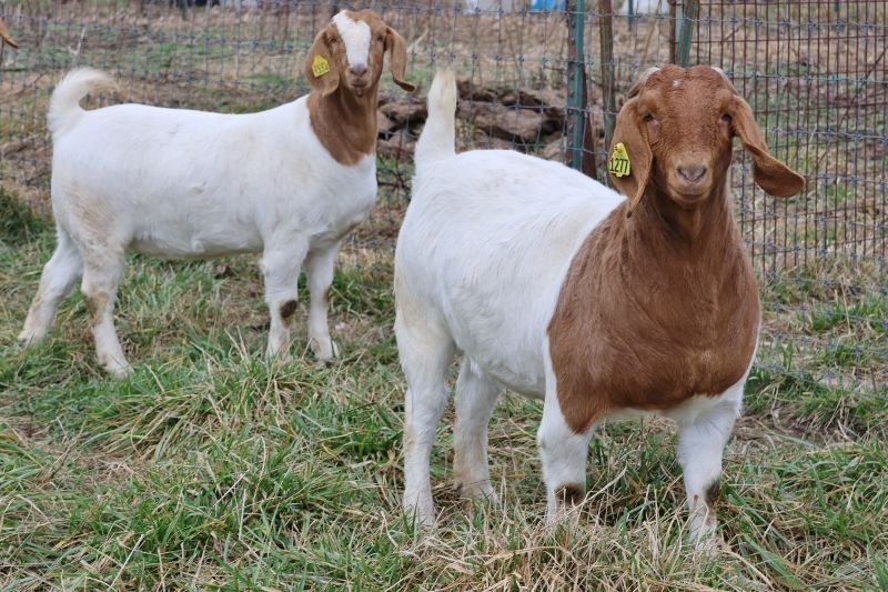 Doe Kids and Older Does LIST - Boer Goat Doe