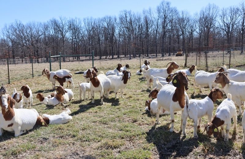 Doe Kids and Older Does LIST - Boer Goat Doe