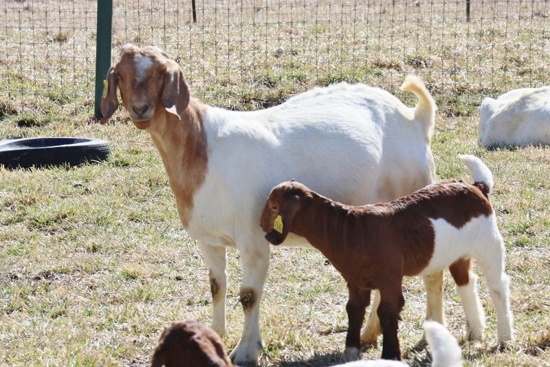 Bear Creek BC M1253 Adeline - Boer Goat Doe