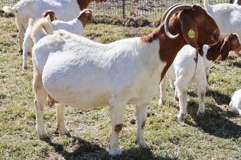 Bear Creek BC H1084 Wild Rose - Boer Goat Doe