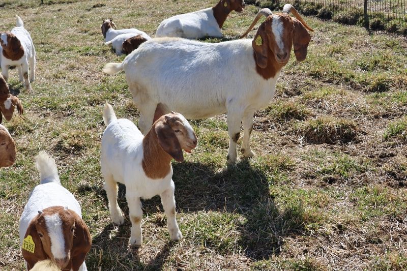 Bear Creek BC H1085 Harambe's Mercy Me - Boer Goat Doe