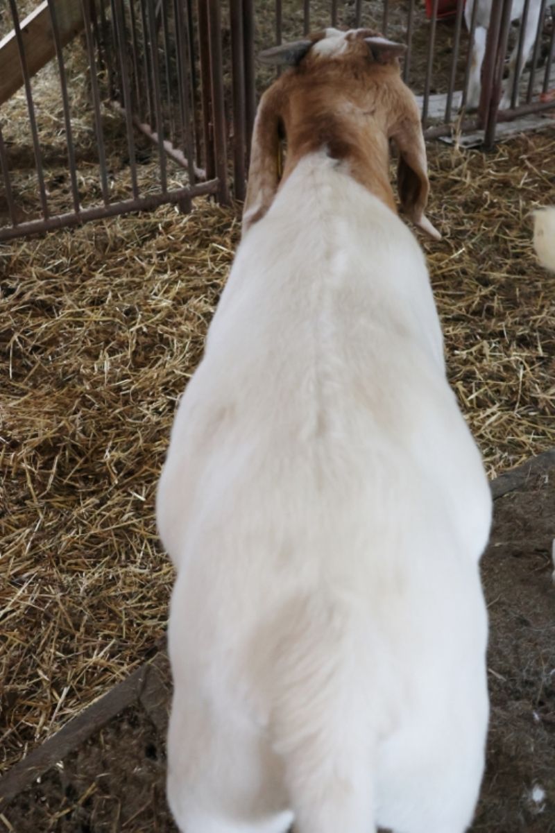 Bear Creek BC P1339 - Boer Goat Buck