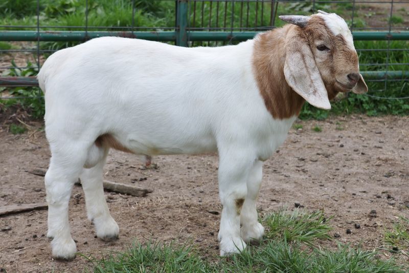 Bear Creek BC P1339 - Boer Goat Buck