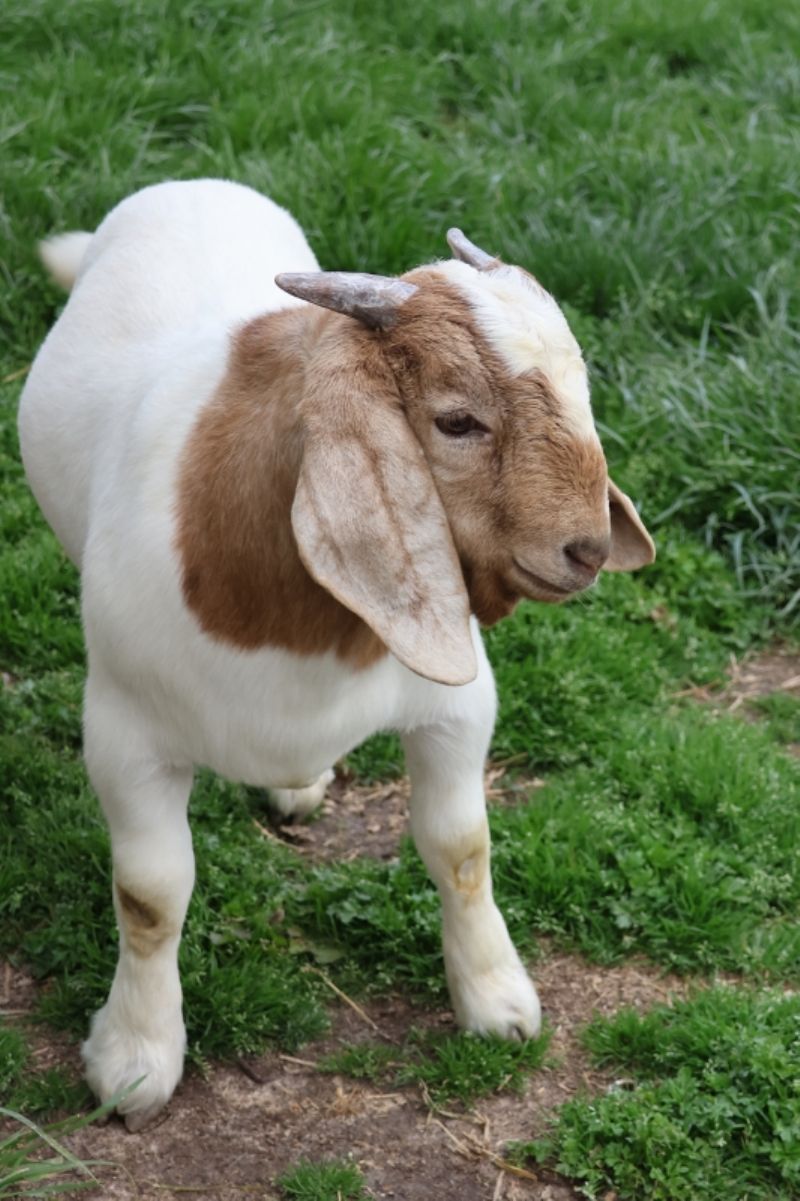 Bear Creek BC P1339 - Boer Goat Buck
