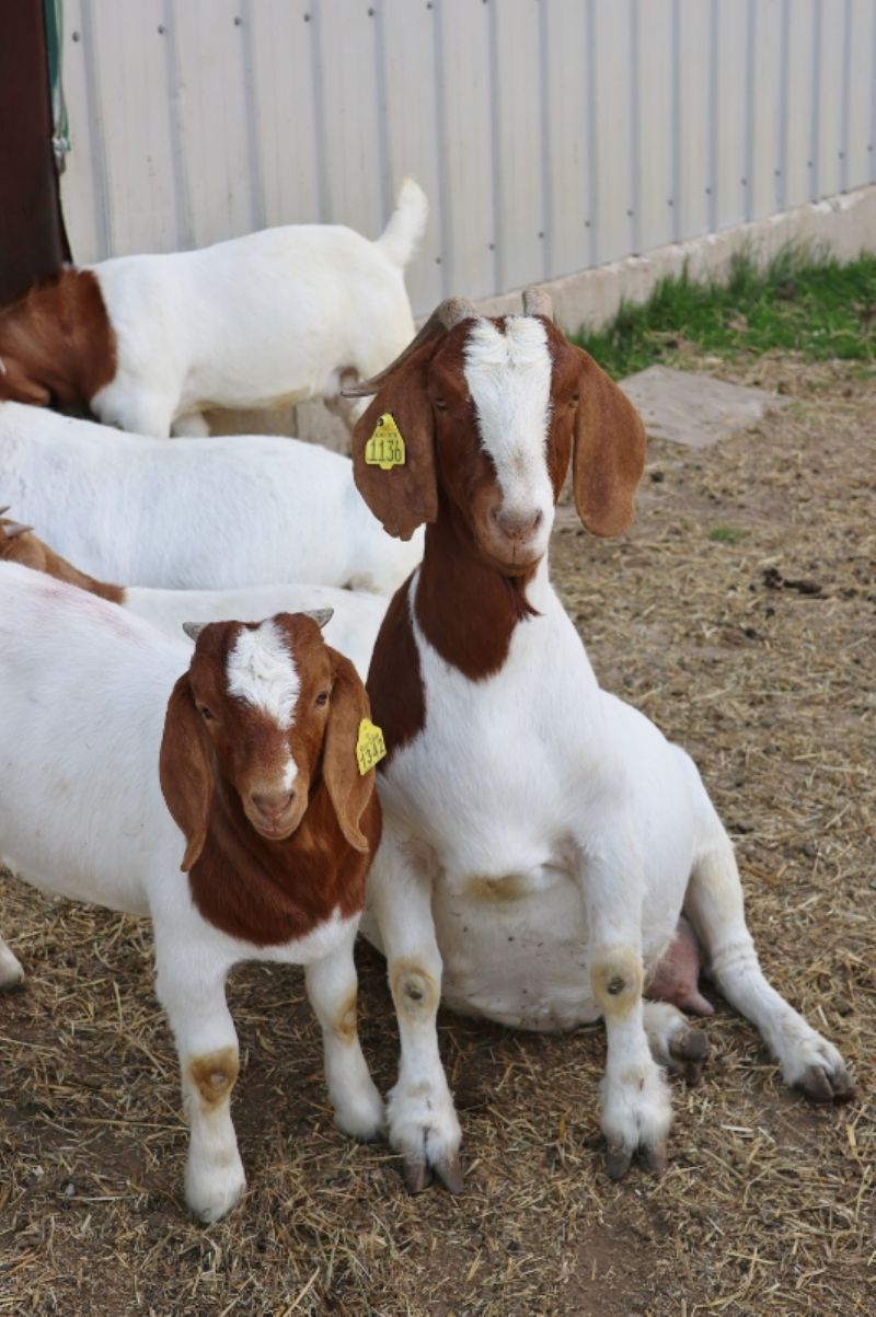 Bear Creek BC J1136 Sheeza Princess - Boer Goat Doe