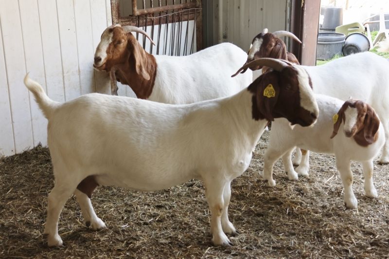 Bear Creek BC L1202 Stardust - Boer Goat Doe