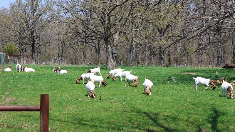 Doe Kids and Older Does LIST - Boer Goat Doe