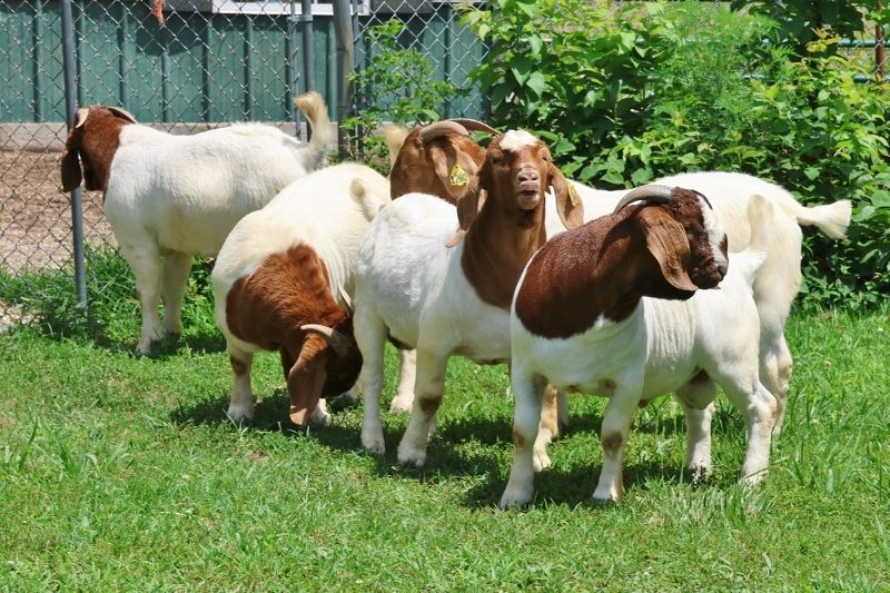 Bear Creek BC Bucks Born 14 Dec 24 thru 11 Jan 25:  Keep Scrolling to See Individual Records - Boer Goat Buck