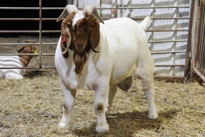 Bear Creek BC Bucks Born 14 Dec 24 thru 11 Jan 25:  Keep Scrolling to See Individual Records - Boer Goat Buck
