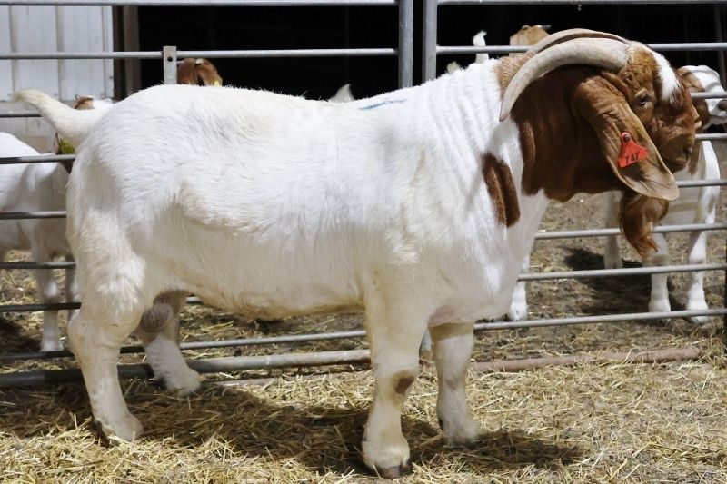 Bear Creek BC Bucks Born 14 Dec 24 thru 11 Jan 25:  Keep Scrolling to See Individual Records - Boer Goat Buck