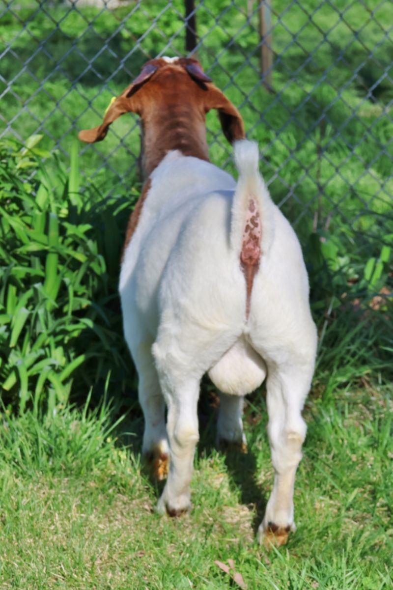 Bear Creek BC P1342 - Boer Goat Buck