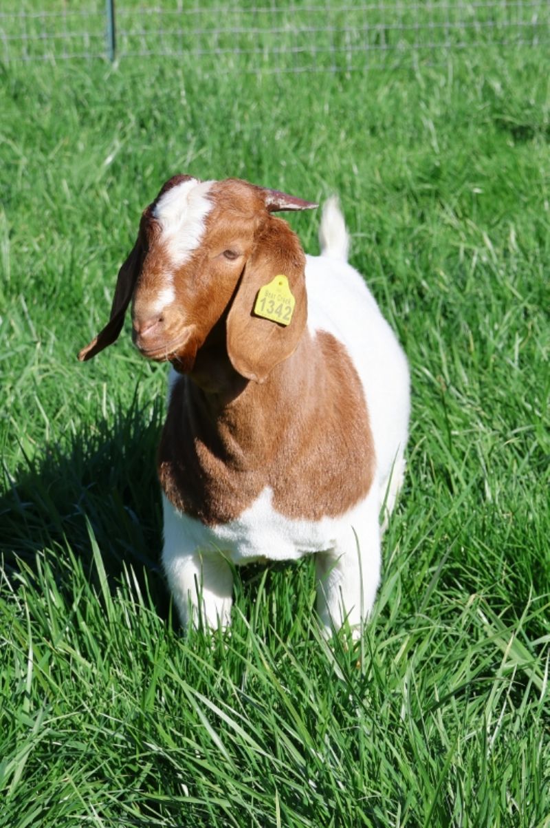 Bear Creek BC P1342 - Boer Goat Buck