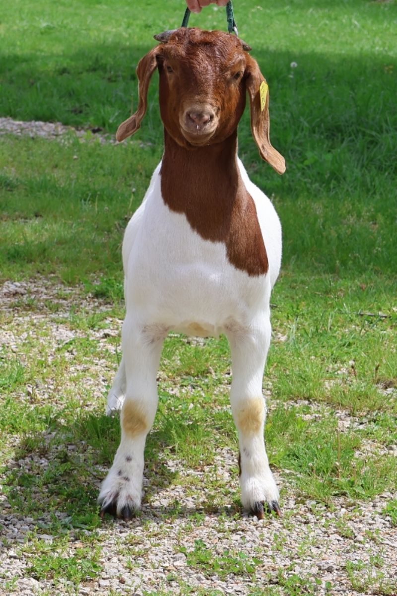 Bear Creek BC P1344 - Boer Goat Buck