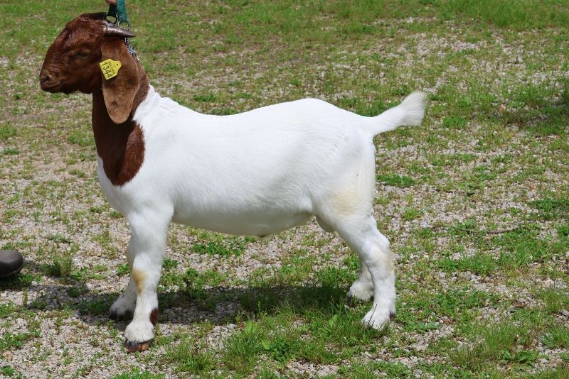 Bear Creek BC P1344 - Boer Goat Buck