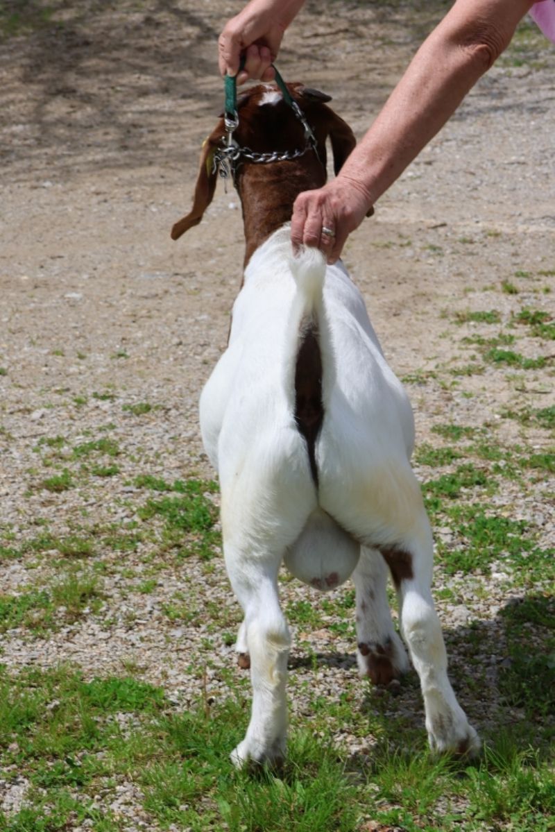 Bear Creek BC P1344 - Boer Goat Buck