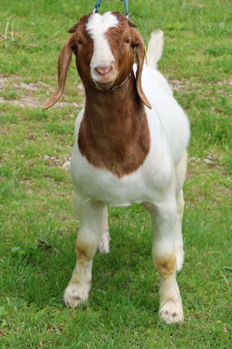 Bear Creek BC P1345 - Boer Goat Buck