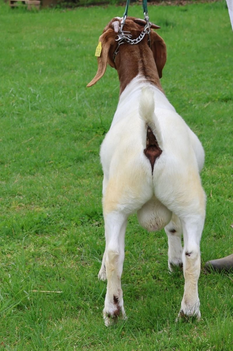 Bear Creek BC P1345 - Boer Goat Buck