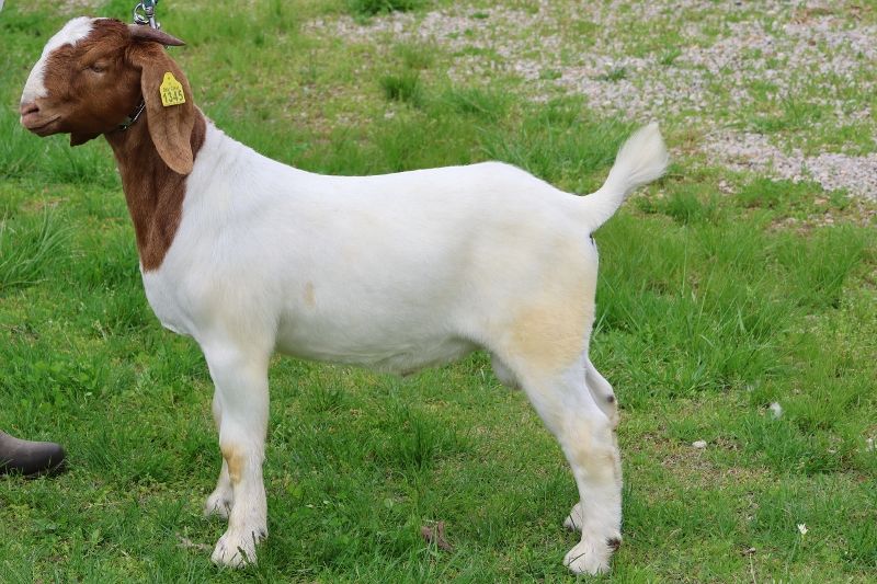 Bear Creek BC P1345 - Boer Goat Buck
