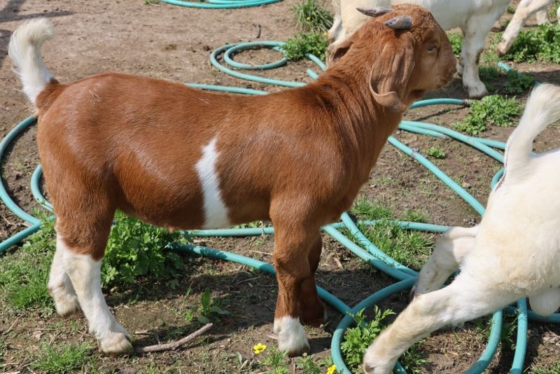 Bear Creek BC R1359 - Boer Goat Buck