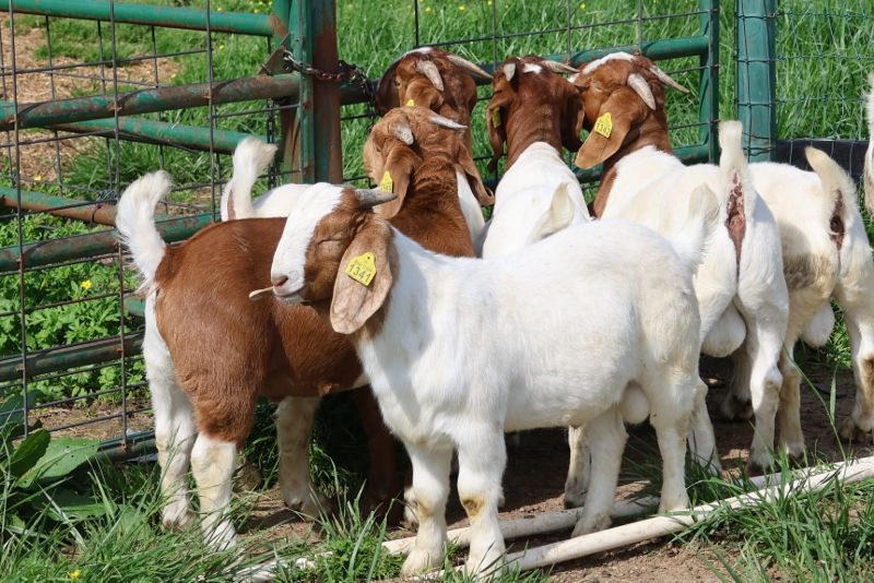 Bear Creek BC P1341 - Boer Goat Buck