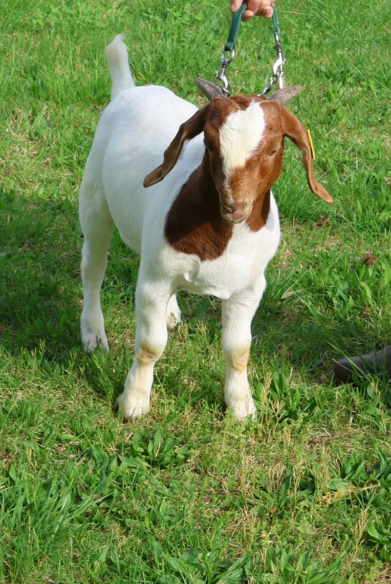 Bear Creek BC R1358 - Boer Goat Buck