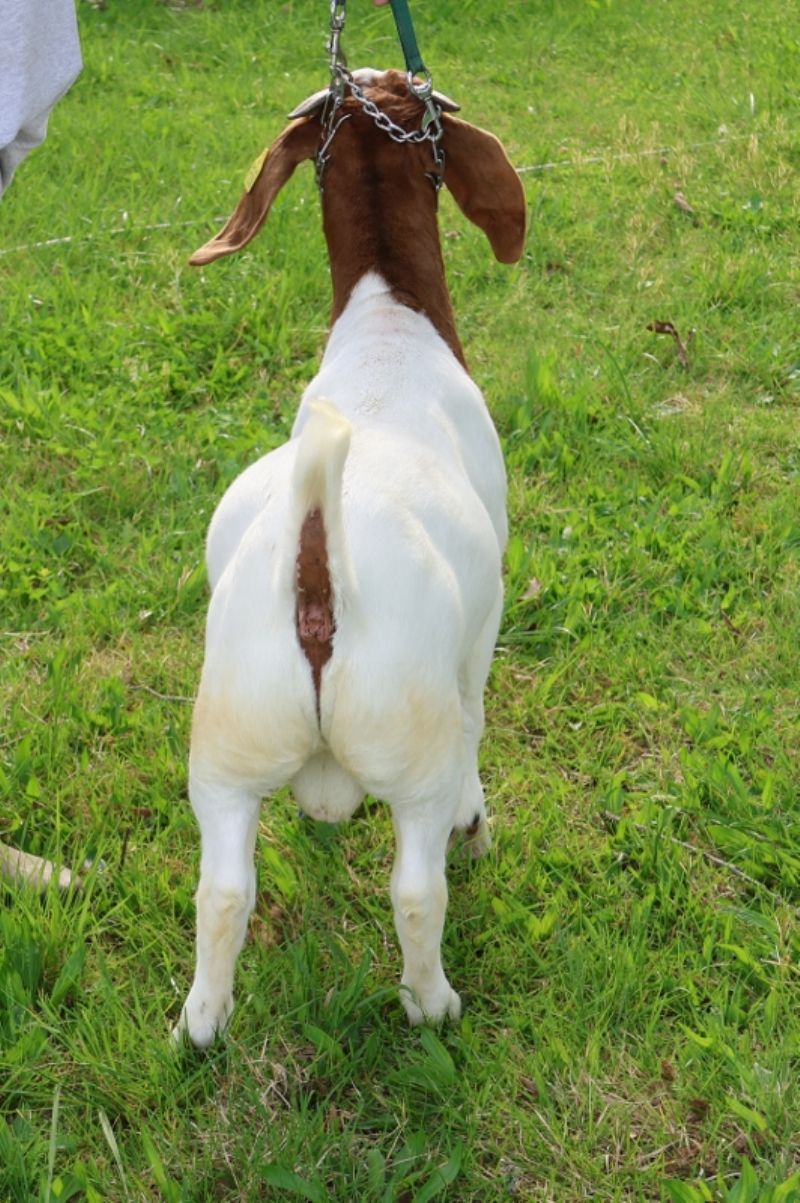 Bear Creek BC R1358 - Boer Goat Buck