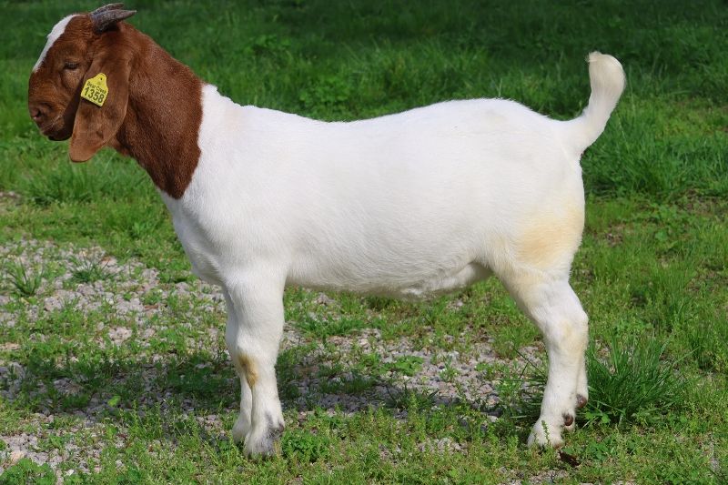 Bear Creek BC R1358 - Boer Goat Buck