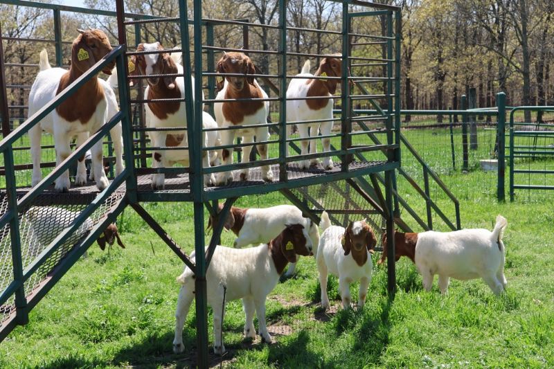 Doe Kids and Older Does LIST - Boer Goat Doe