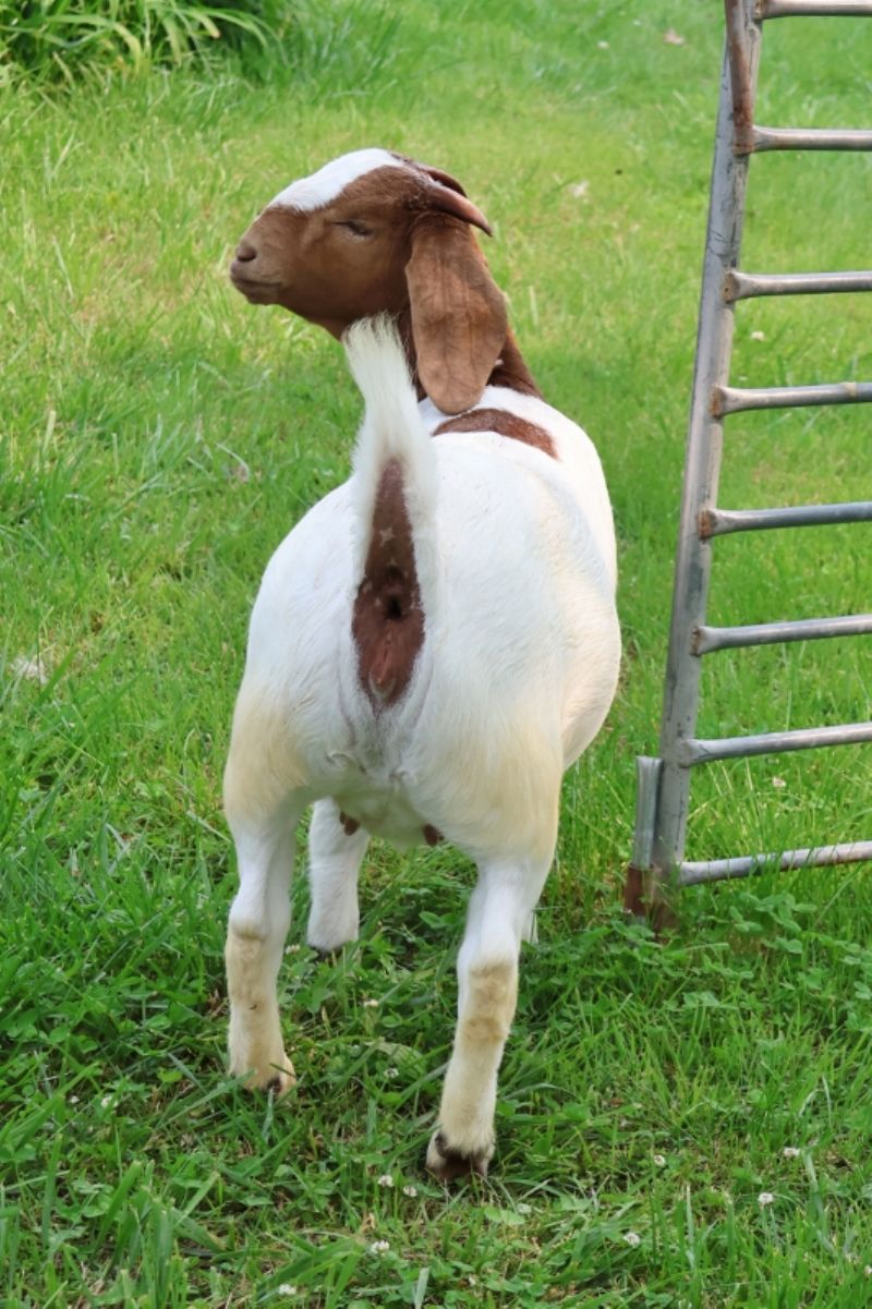 Bear Creek BC P1340 - Boer Goat Doe
