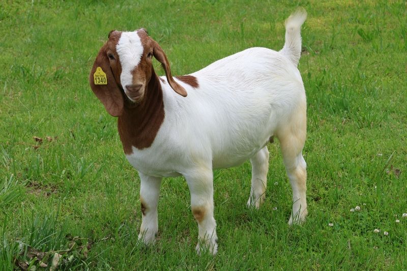 Bear Creek BC P1340 - Boer Goat Doe