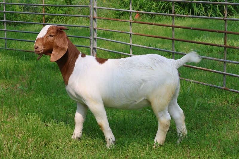 Bear Creek BC P1340 - Boer Goat Doe