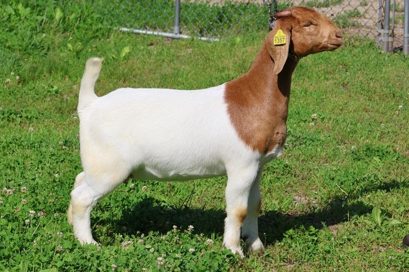 Bear Creek BC R1357 - Boer Goat Doe