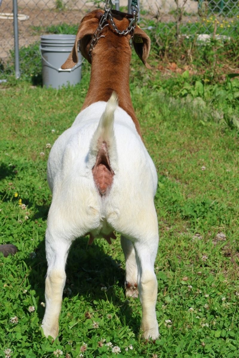 Bear Creek BC R1357 - Boer Goat Doe