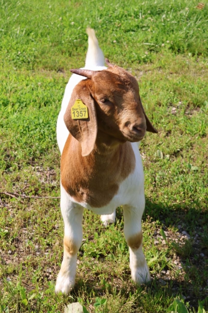 Bear Creek BC R1357 - Boer Goat Doe