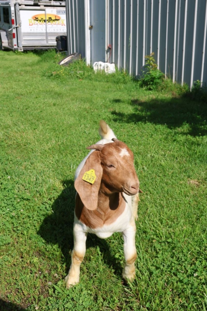 Bear Creek BC P1347 - Boer Goat Doe