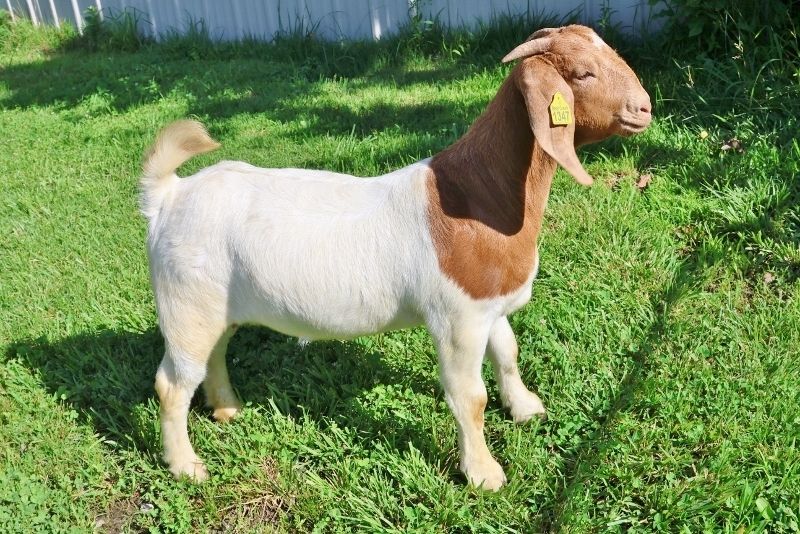 Bear Creek BC P1347 - Boer Goat Doe
