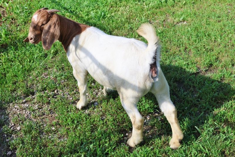 Bear Creek BC P1347 - Boer Goat Doe