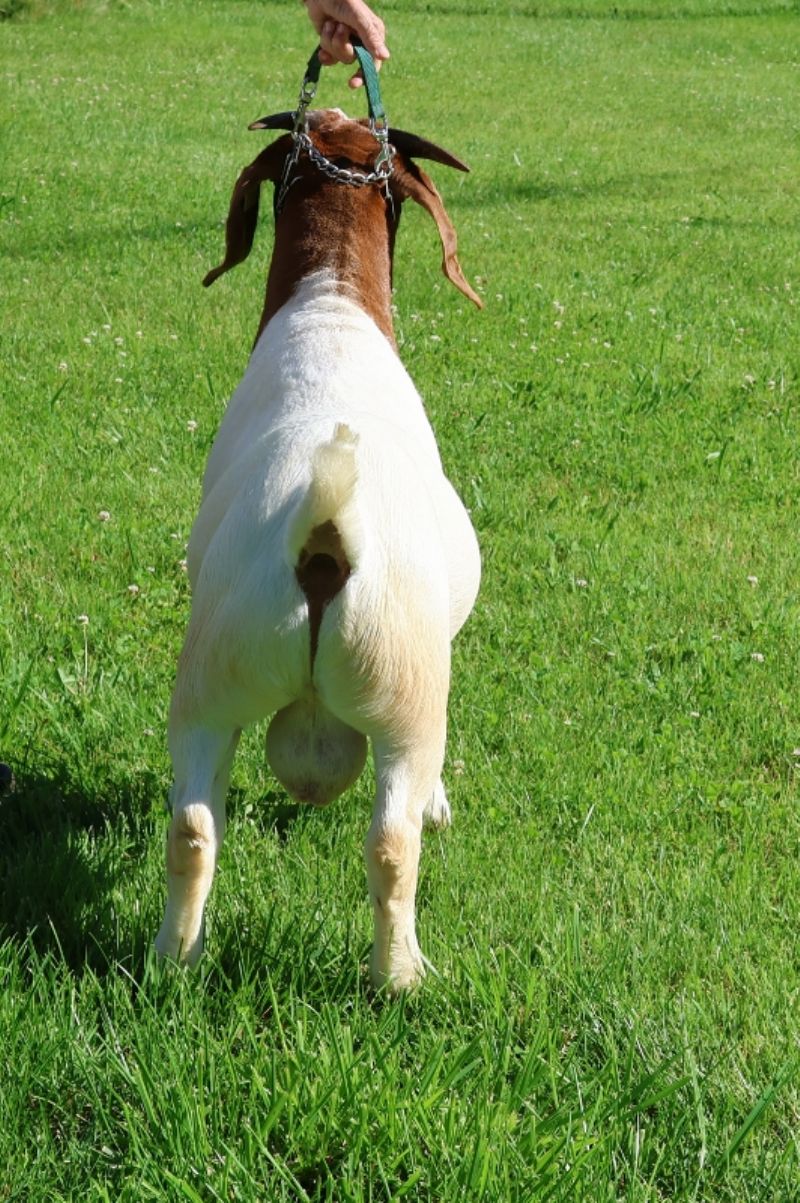 Bear Creek BC R1358 - Boer Goat Buck