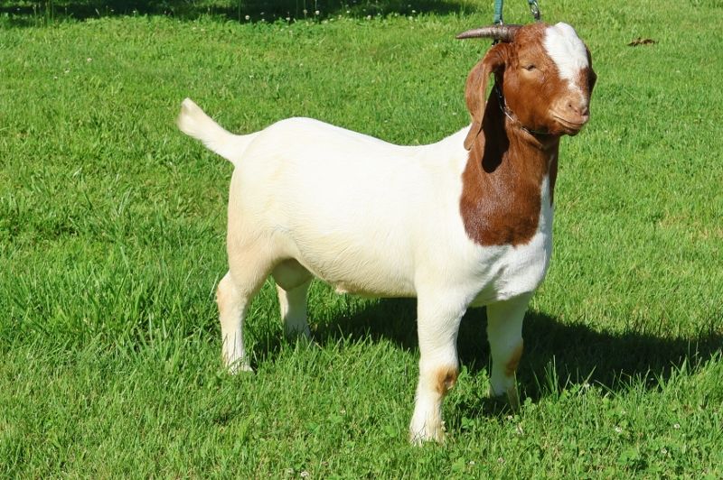 Bear Creek BC R1358 - Boer Goat Buck