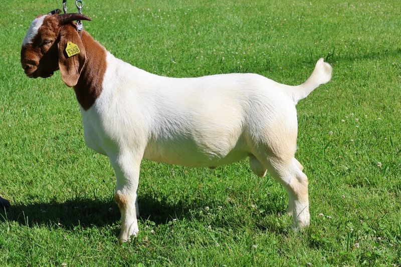 Bear Creek BC R1358 - Boer Goat Buck